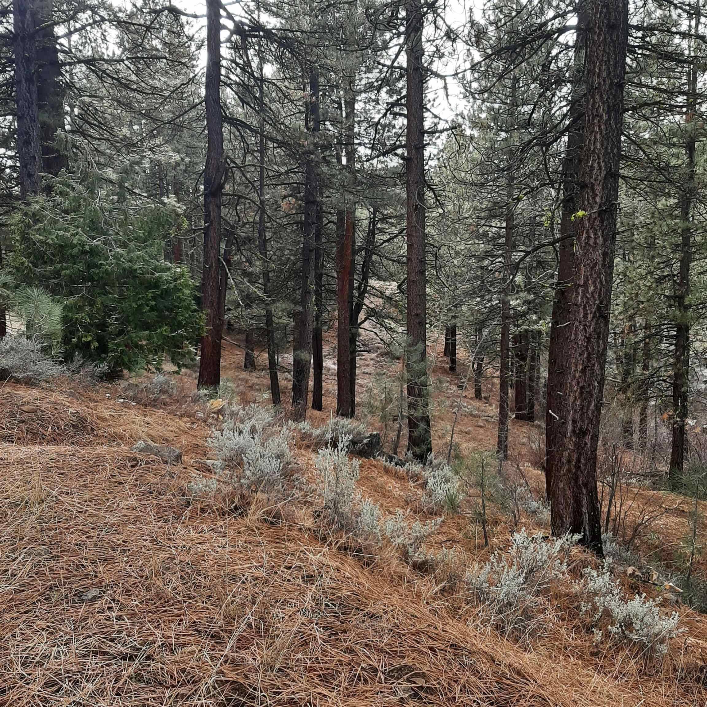 Portola, CA 96122,199 Big Grizzly Road