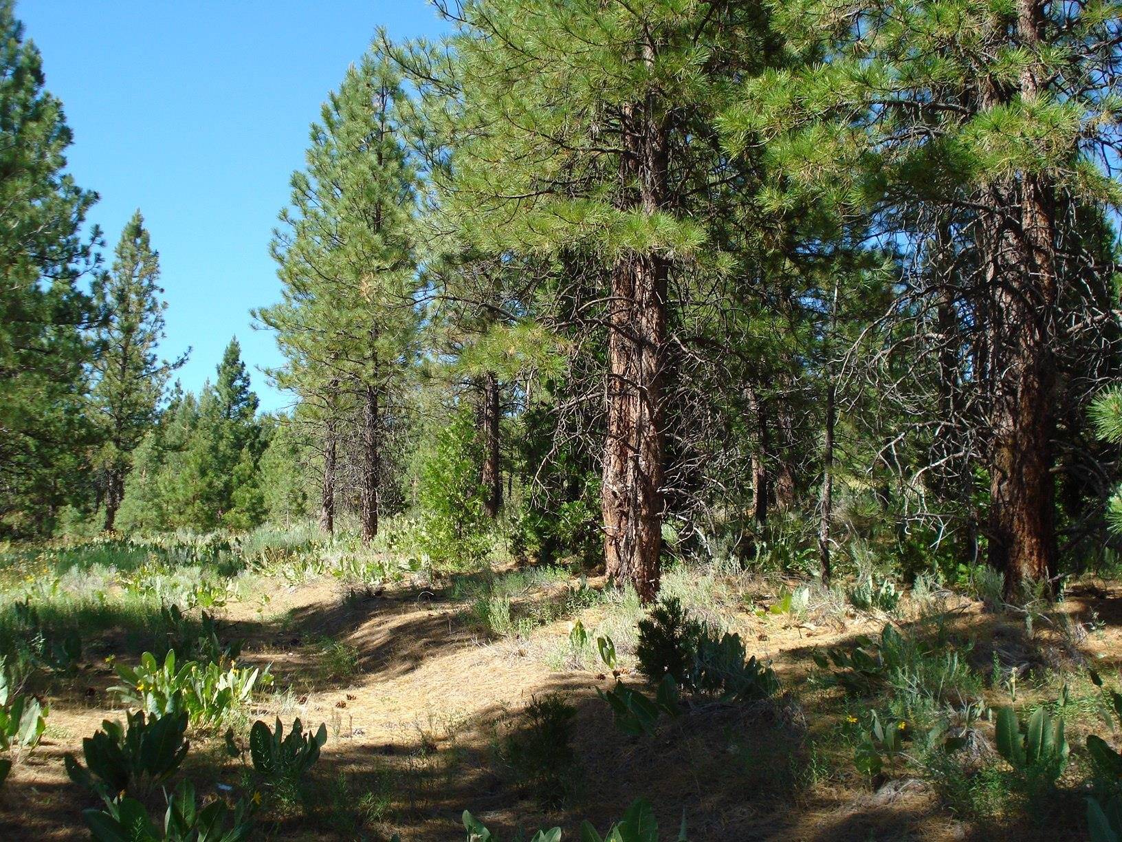 Portola, CA 96122,288 Arrowleaf Road