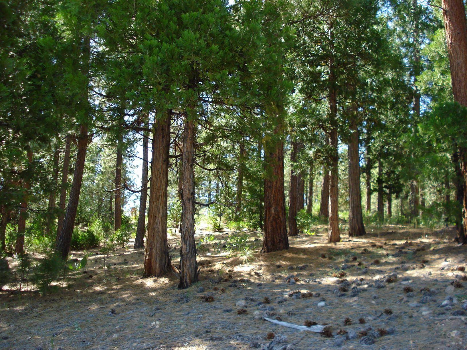 Portola, CA 96122,43 Snowbush Way