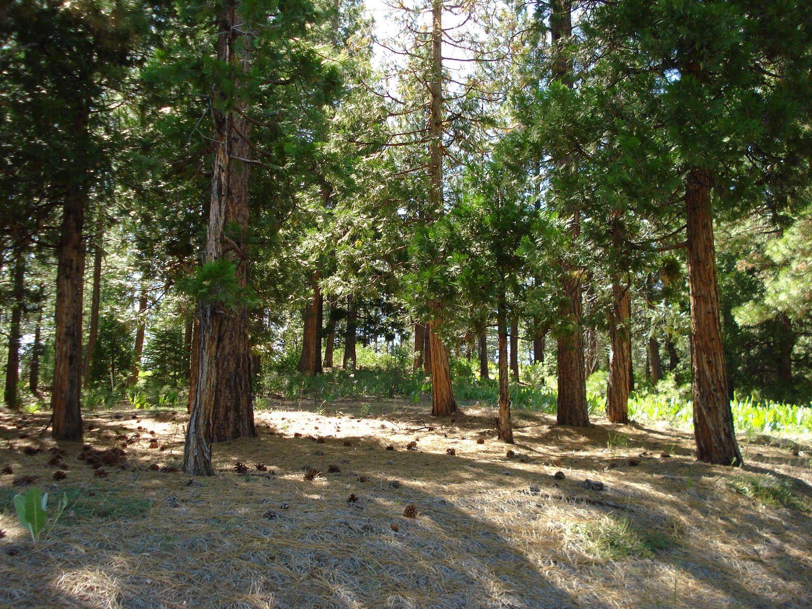 Portola, CA 96122,43 Snowbush Way