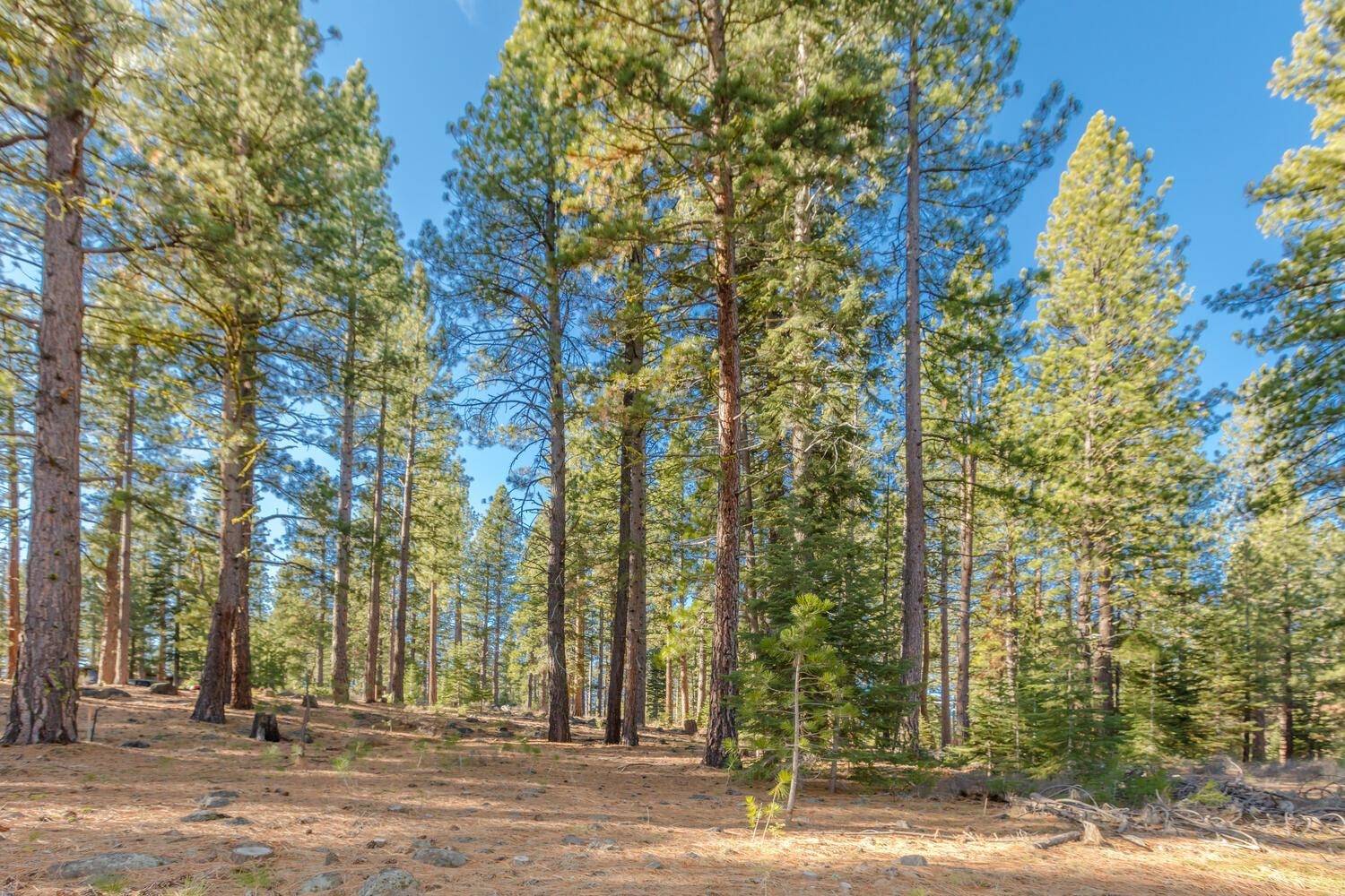 Truckee, CA 96161,13273 Snowshoe Thompson