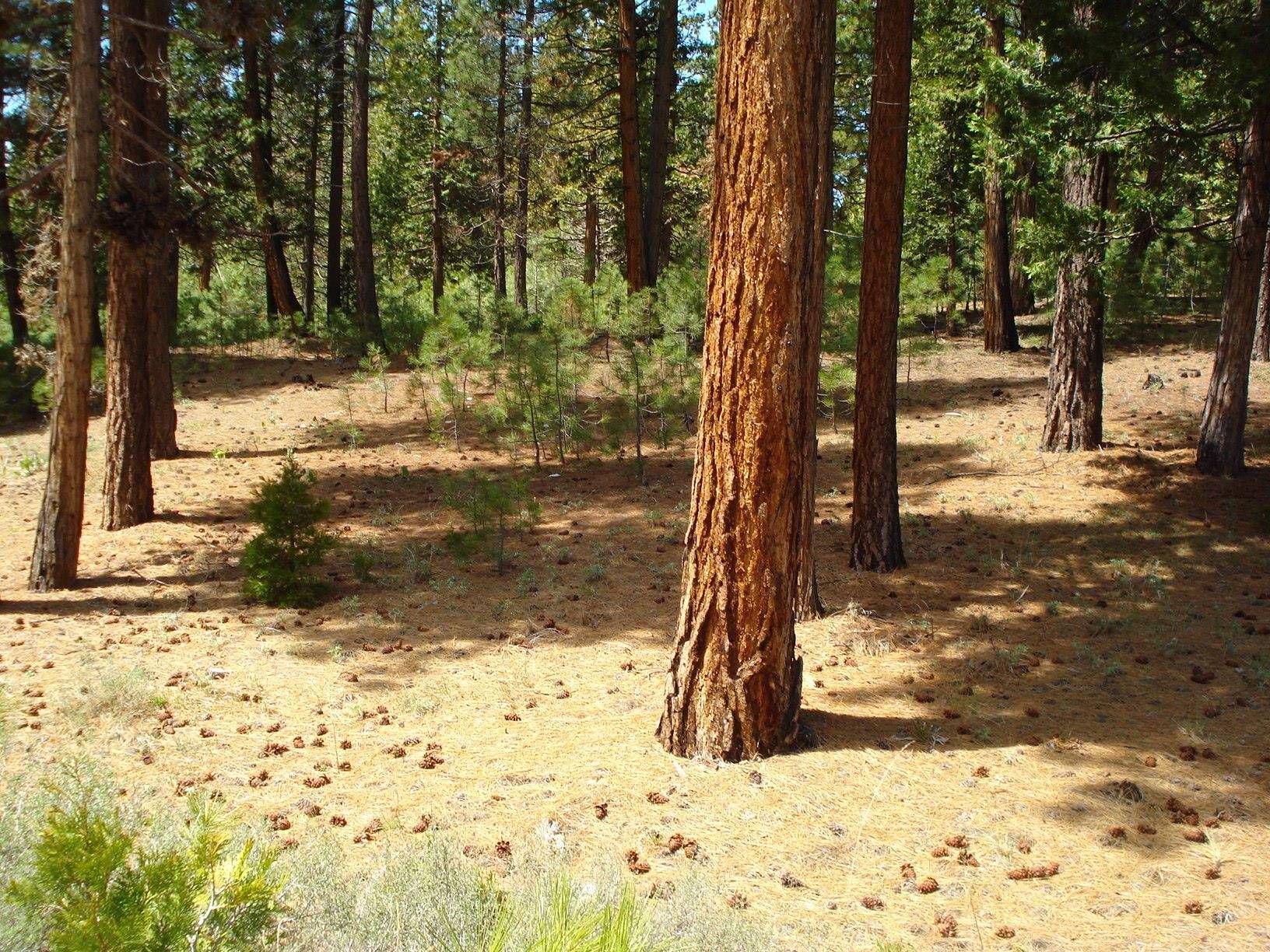 Portola, CA 96122,745 Blacktail Ridge