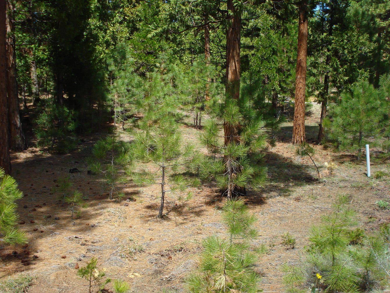 Portola, CA 96122,745 Blacktail Ridge
