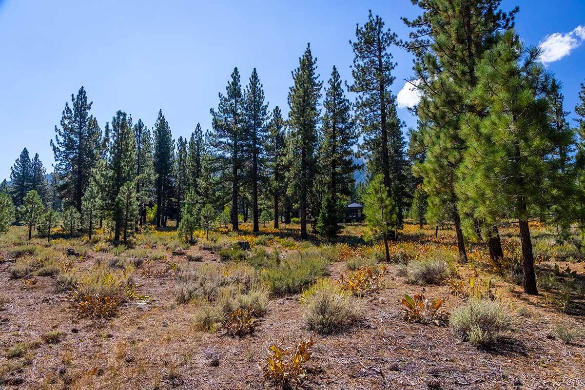 Truckee, CA 96161,720 John McKinney