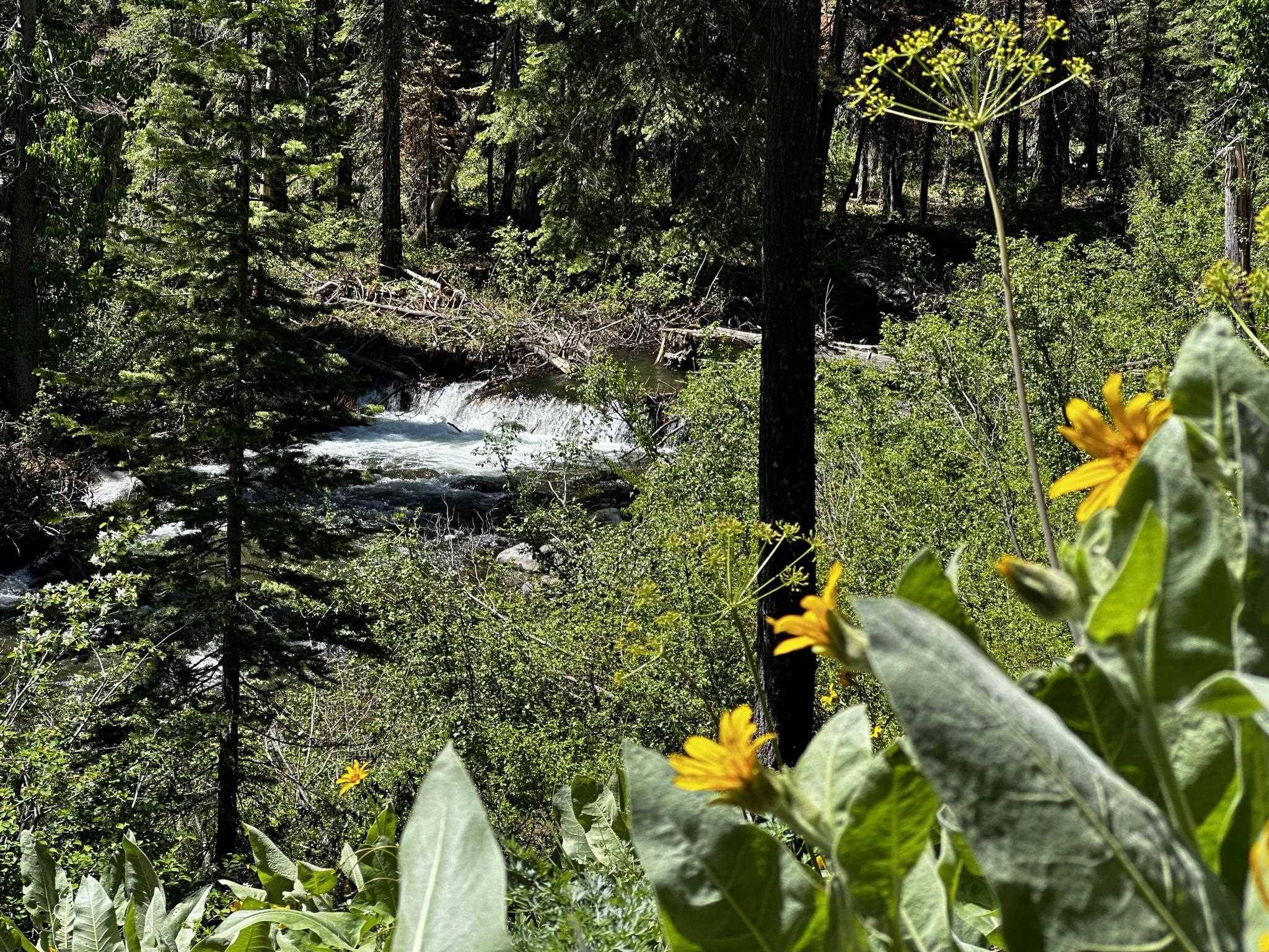 Tahoe City, CA 96145,935 Ward Creek Blvd