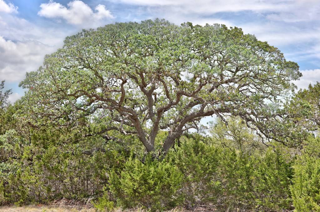 Hunt, TX 78024,Tract 2 Rocky Top Rd