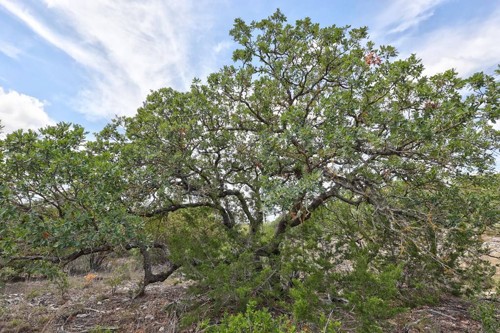 Hunt, TX 78024,Tract 2 Rocky Top Rd