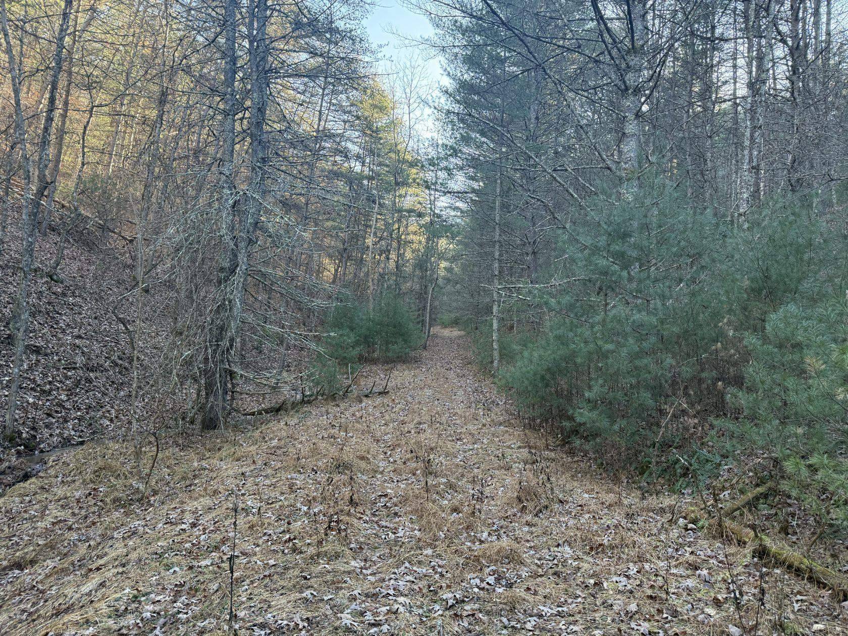 Sugar Grove, WV 26815,21 acres BUCK HILL LN