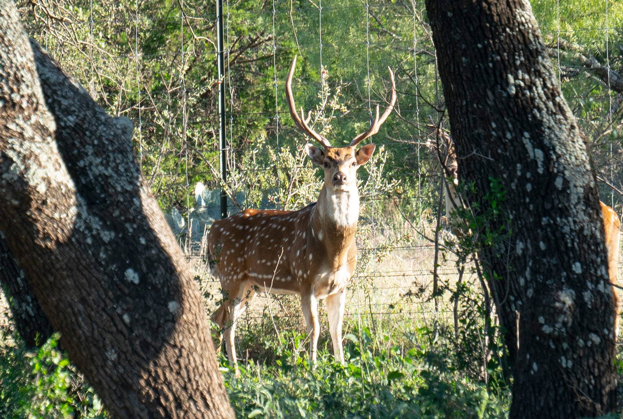 Llano, TX 78643,3821 County Road 226