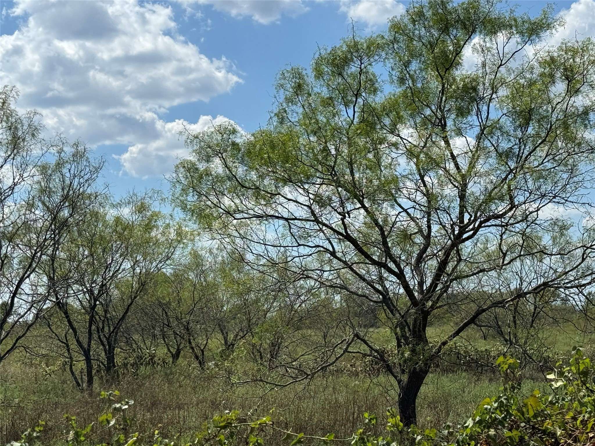 Cleburne, TX 76033,TBD1 County Road 1240