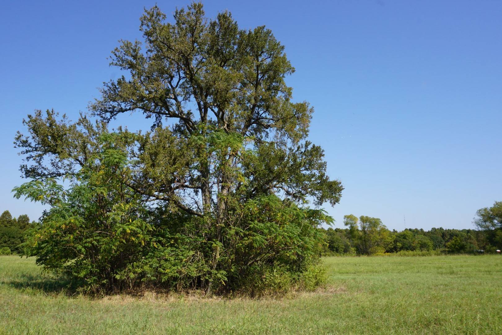 Athens, TX 75752,52 Shore Crest WAY