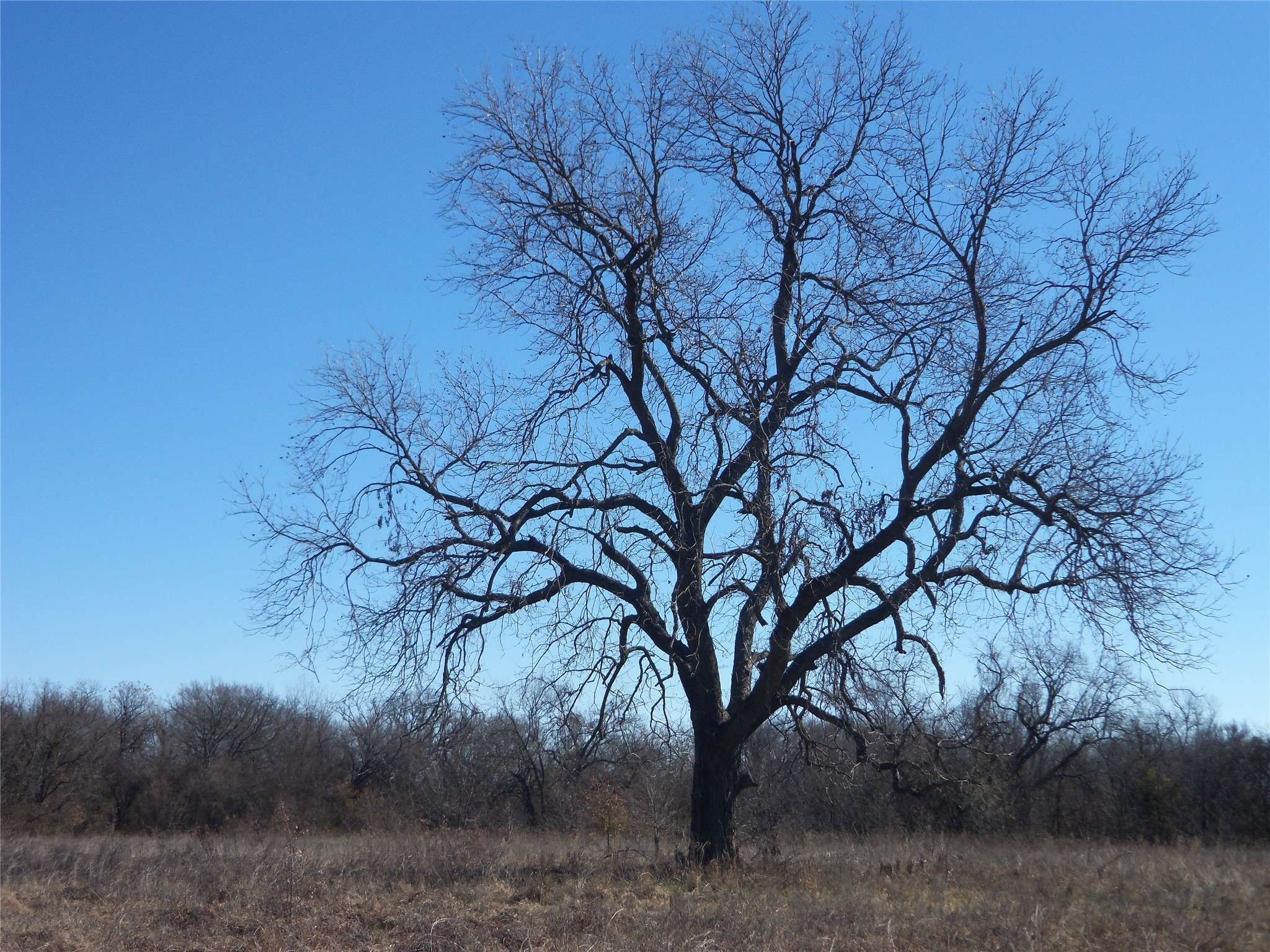Hubbard, TX 76648,tbd PR 370 RD