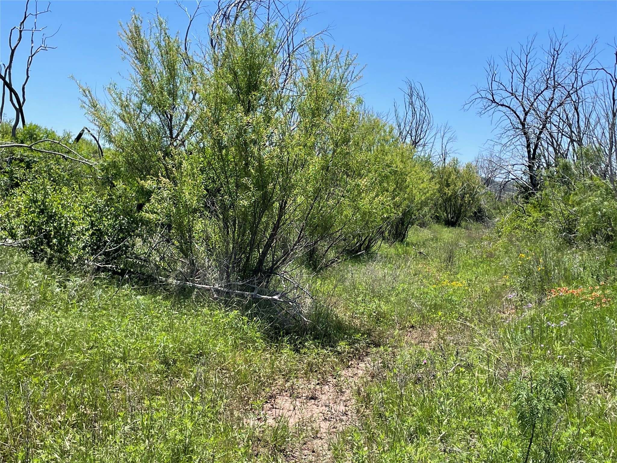 Merkel, TX 79536,TBD 100 acres CR 343