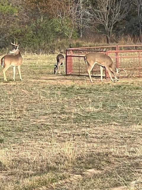 Brownwood, TX 76801,6000 County Road 411 W