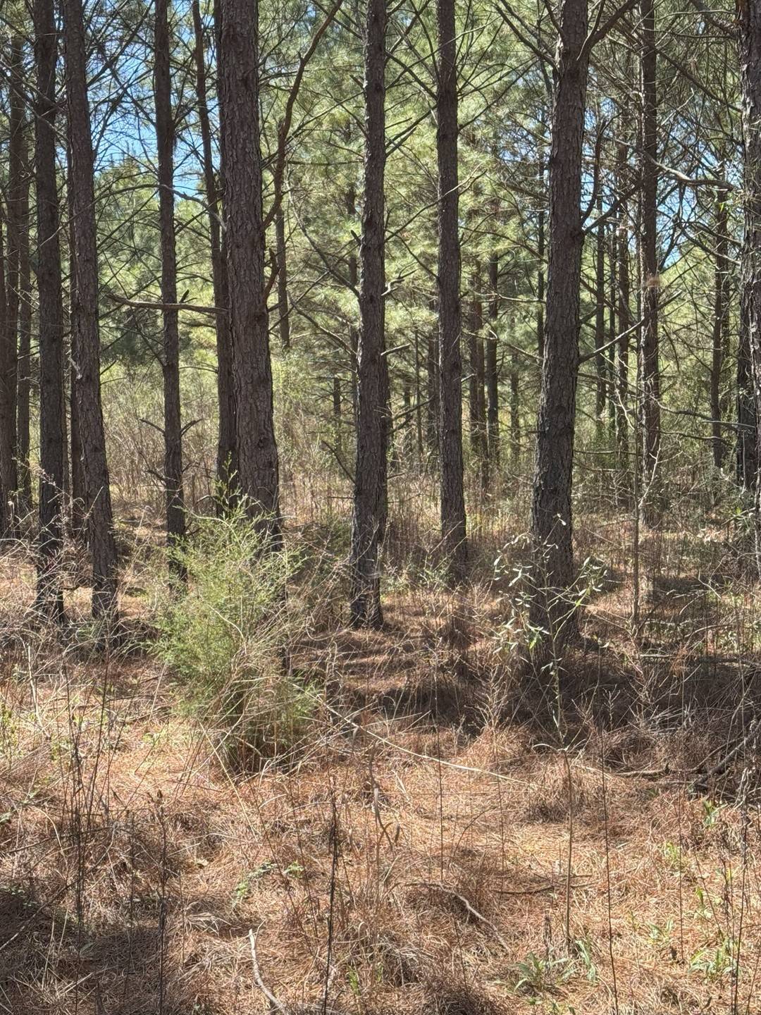 Marshall, TX 75672,TBD Boards Ferry Rd