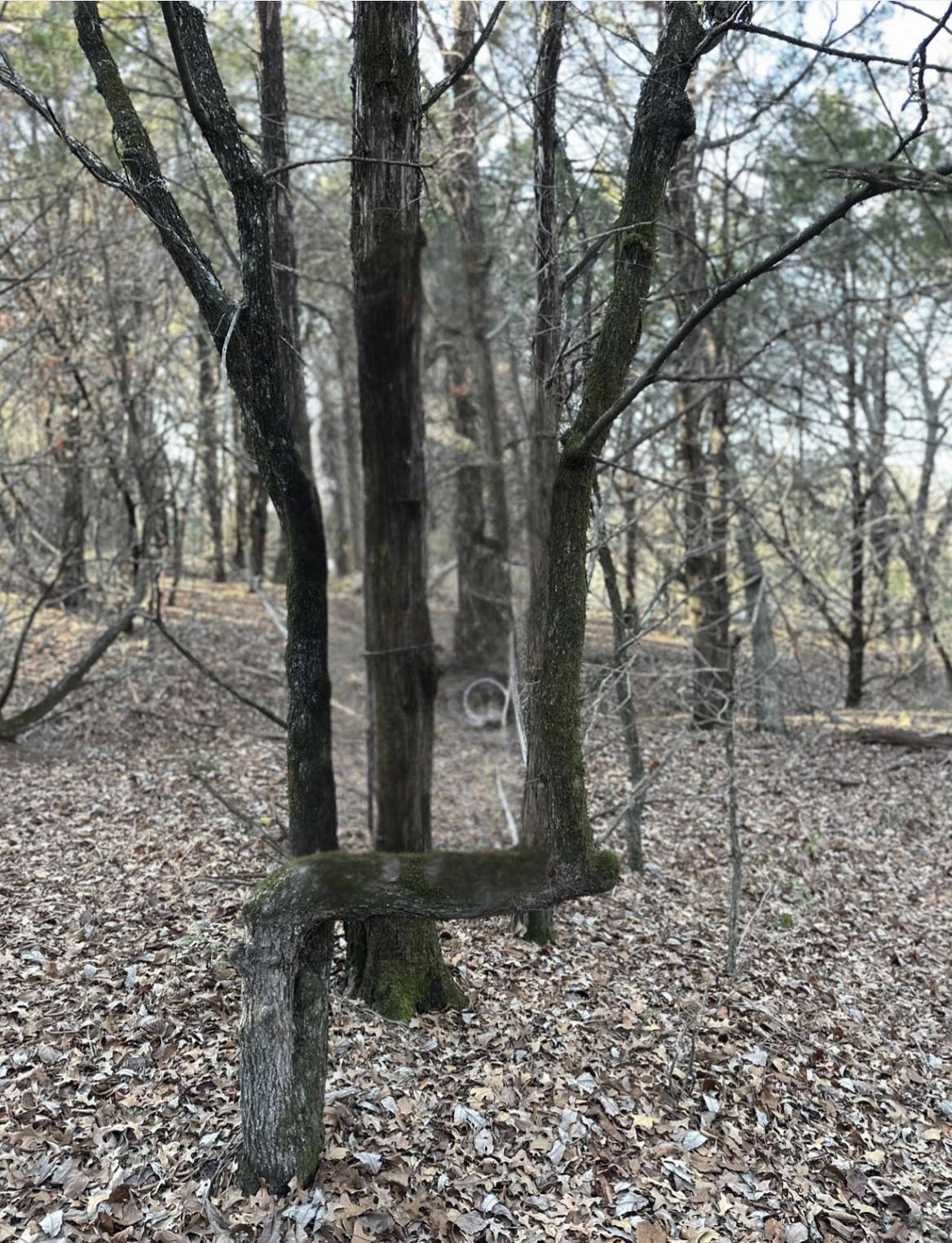 Gordonville, TX 76245,550 Palisades DR