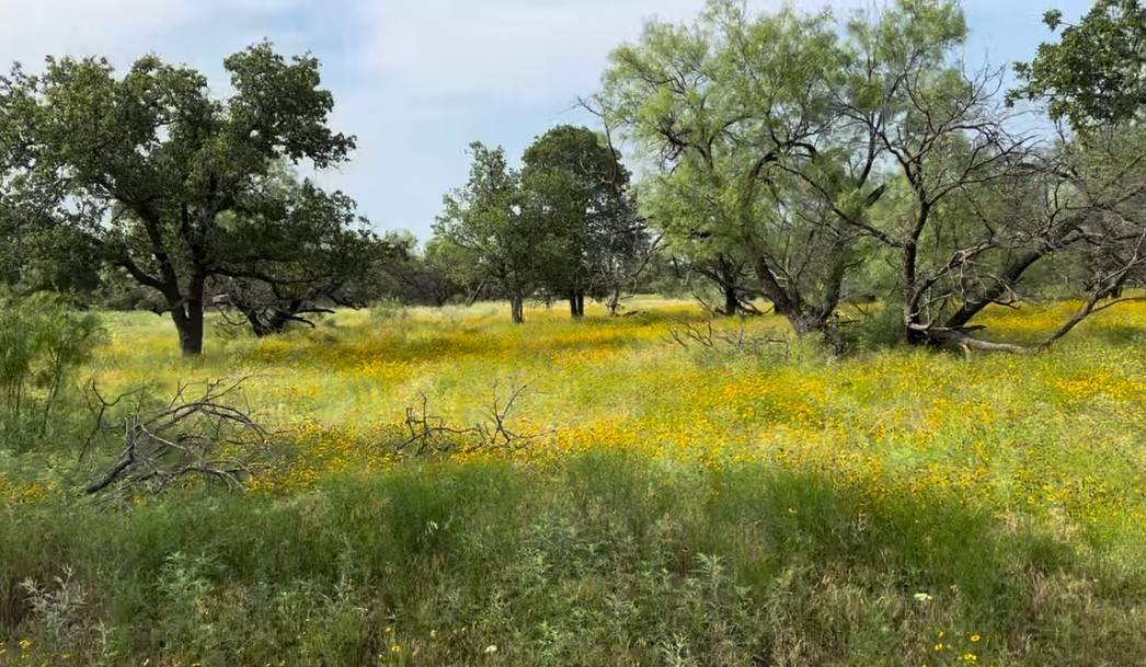 Loving, TX 76450,TBD Jayden LN #Lot 1B