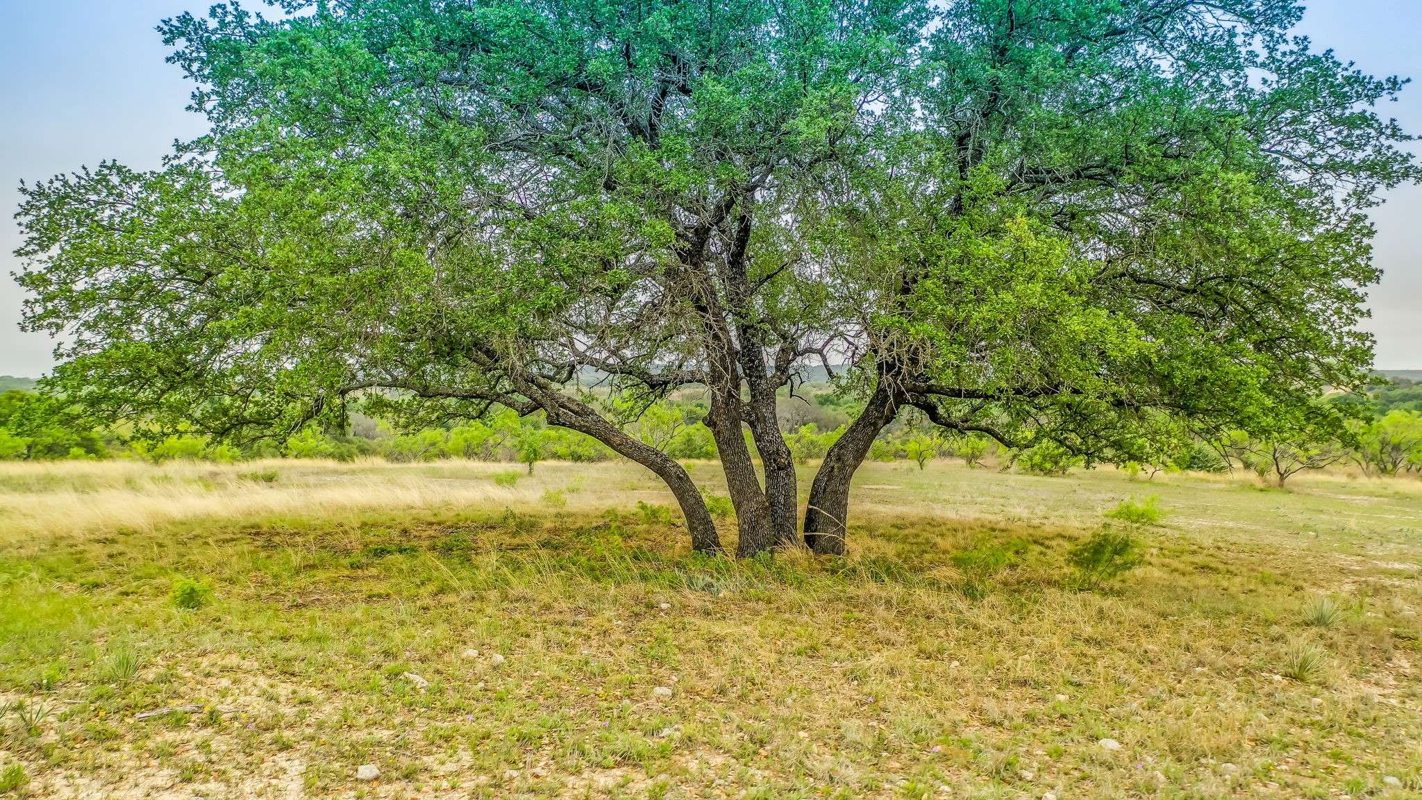 Blanket, TX 76432,Lot 4 County Road 332