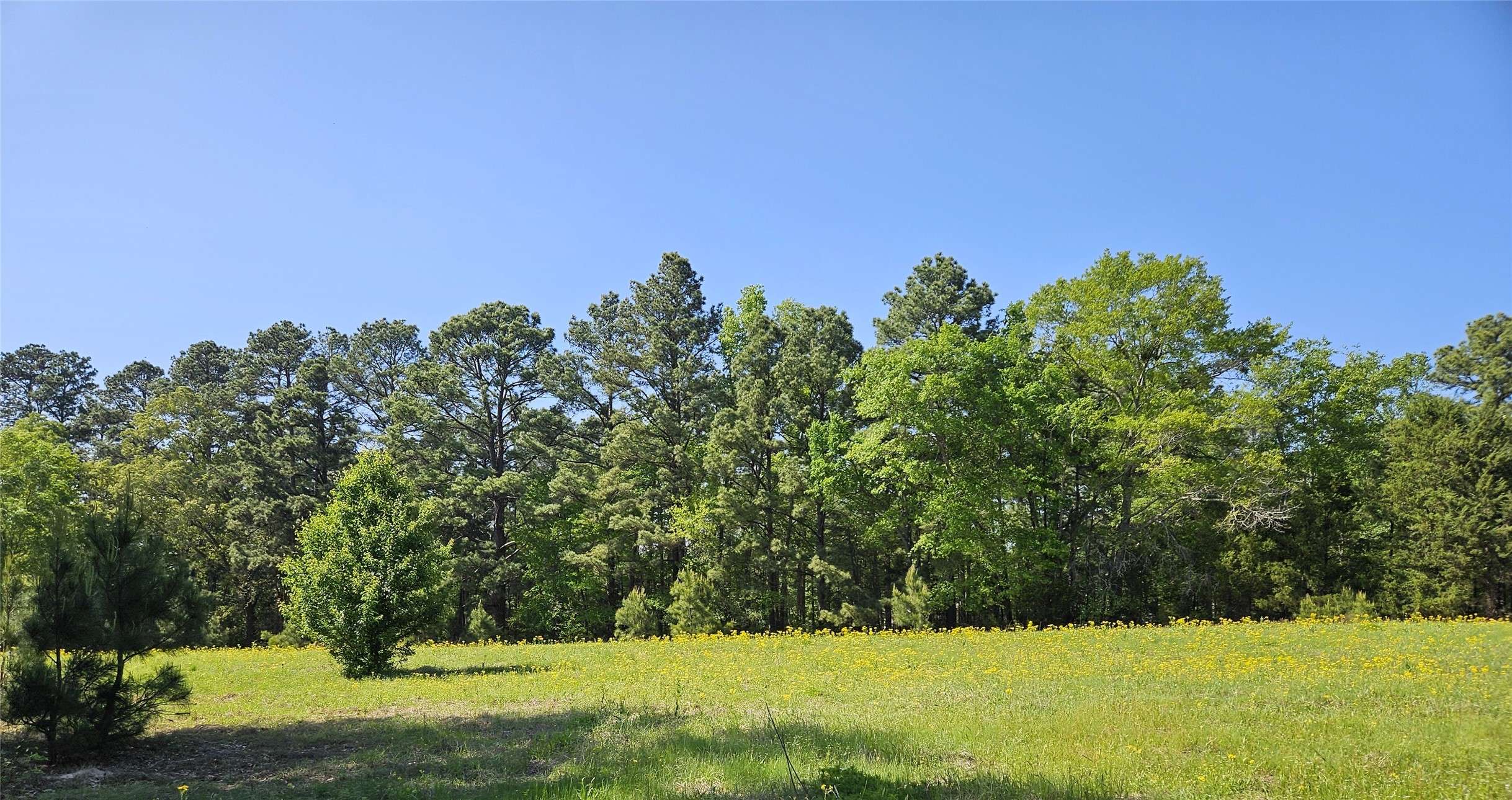 Chandler, TX 75758,19020 Pine Meadow Lot 1 FM 317
