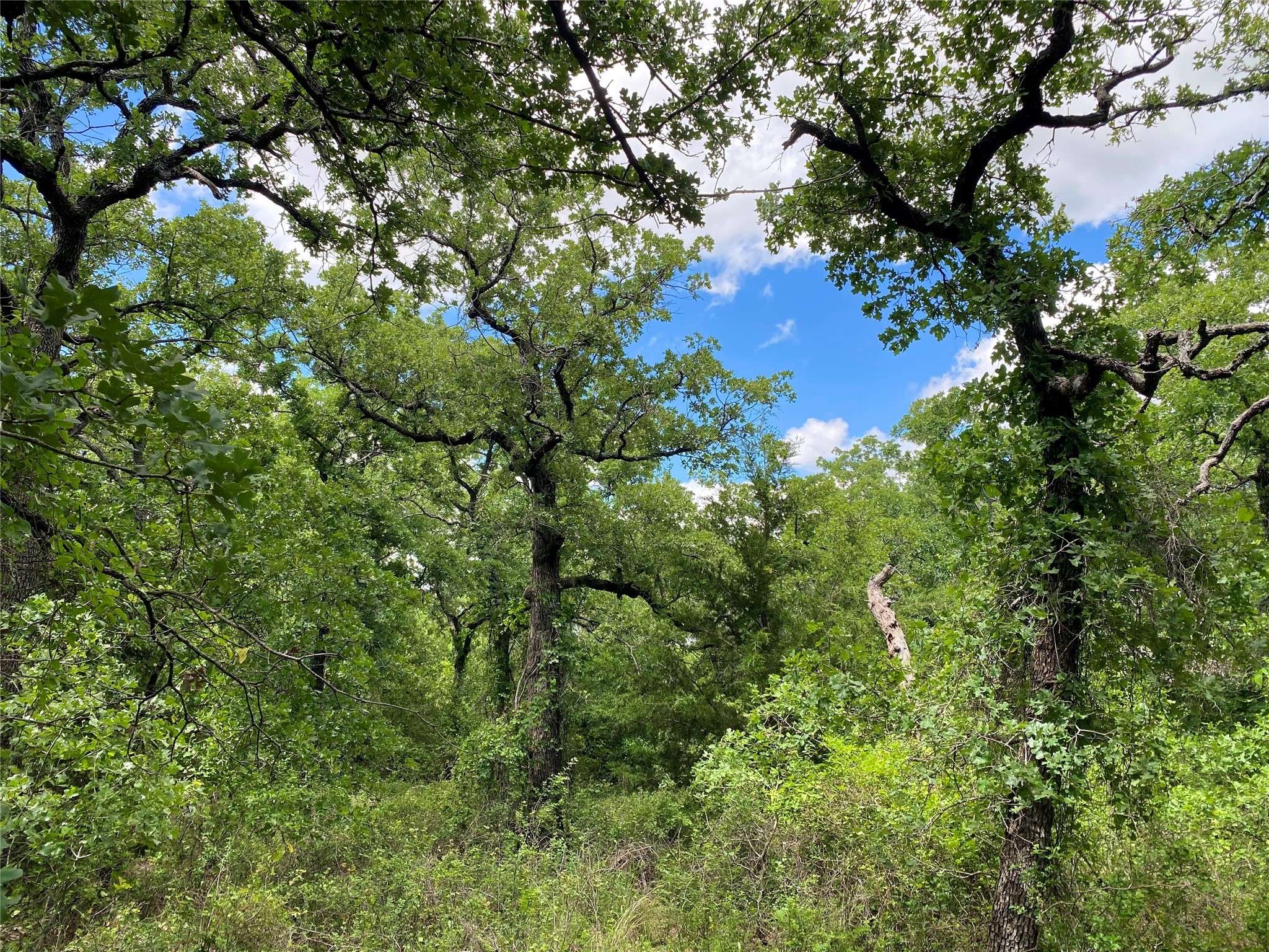 Nocona, TX 76255,106 Hondo DR