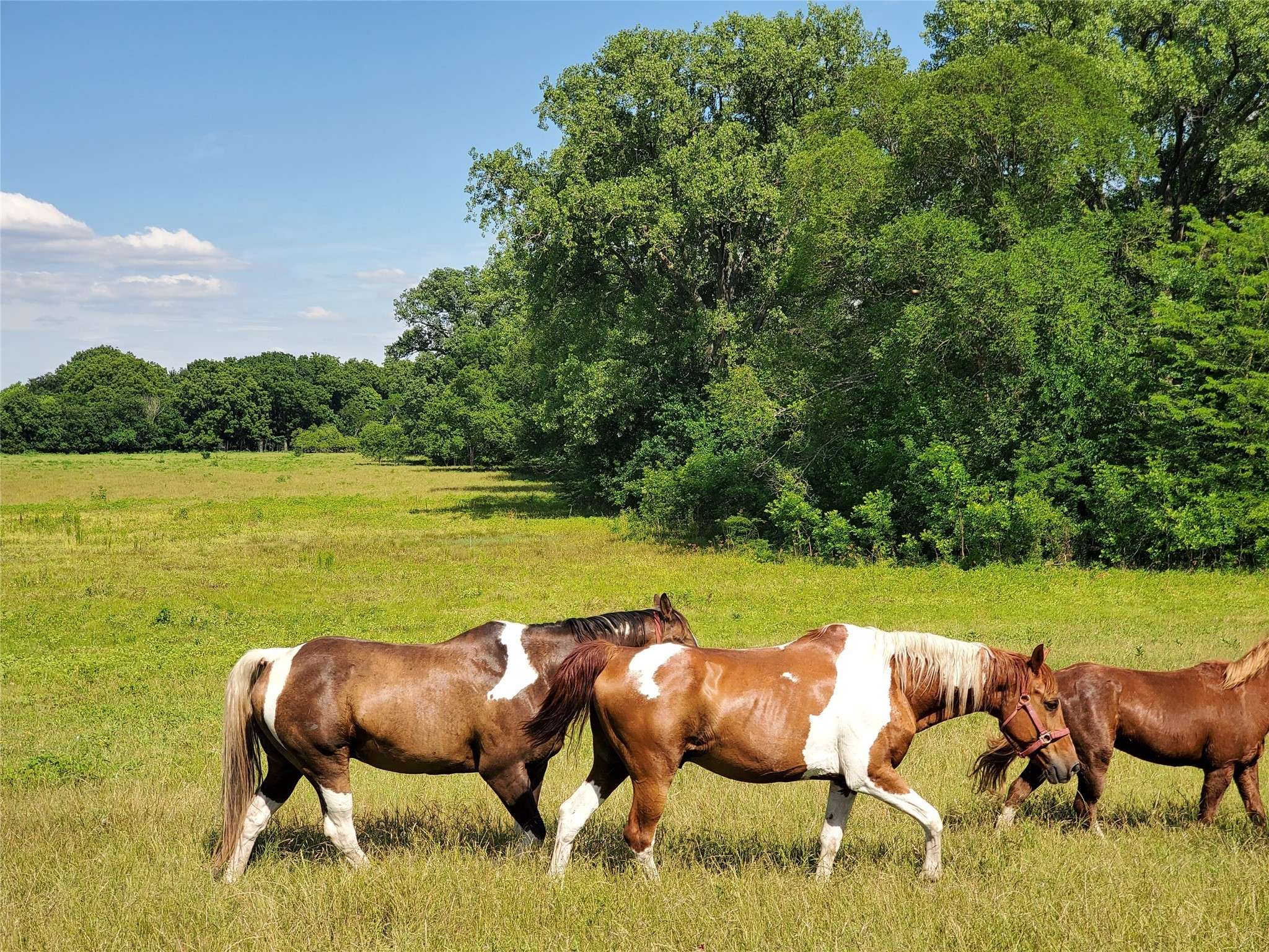 Van Alstyne, TX 75495,1180 Cameron Hill
