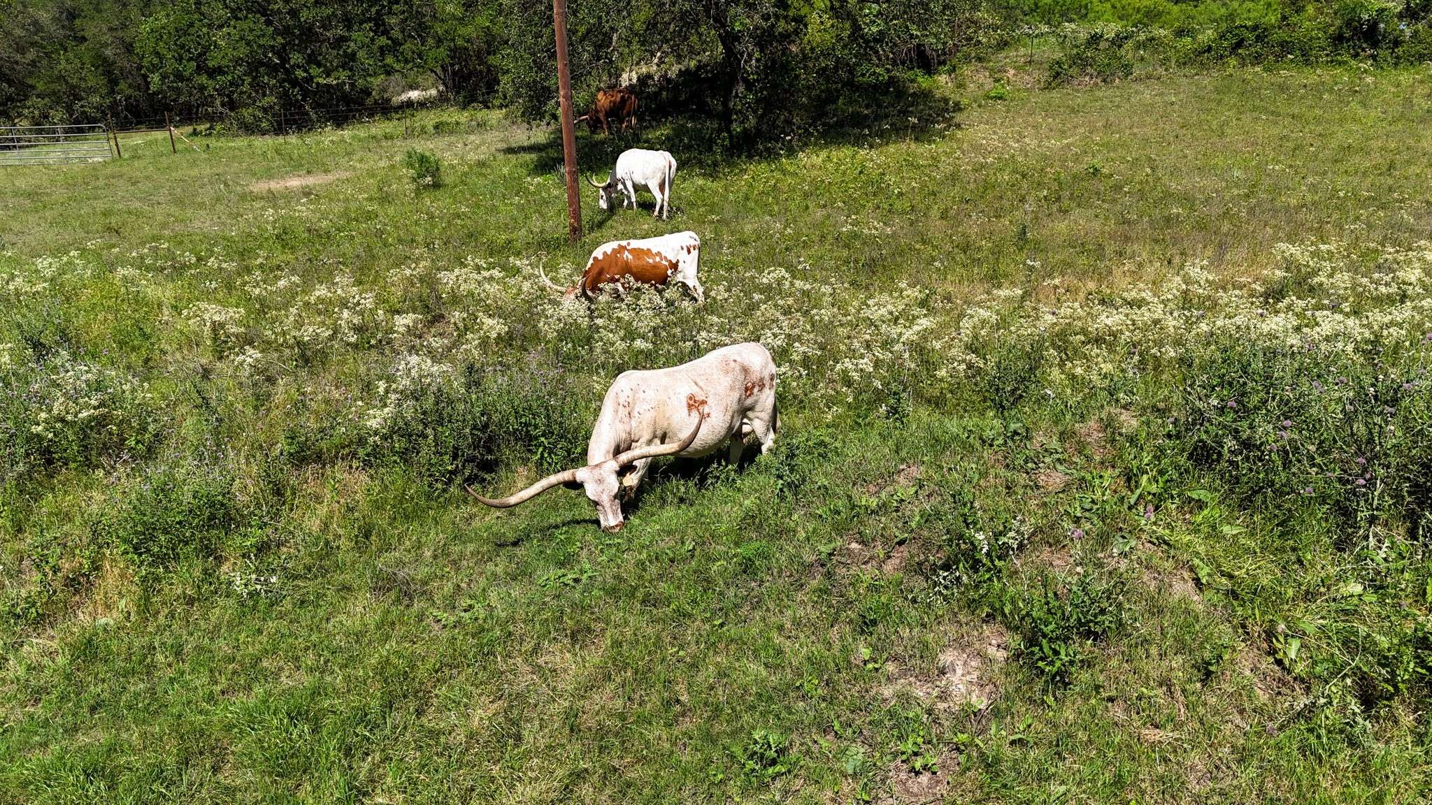 Springtown, TX 76082,156 PR 3626