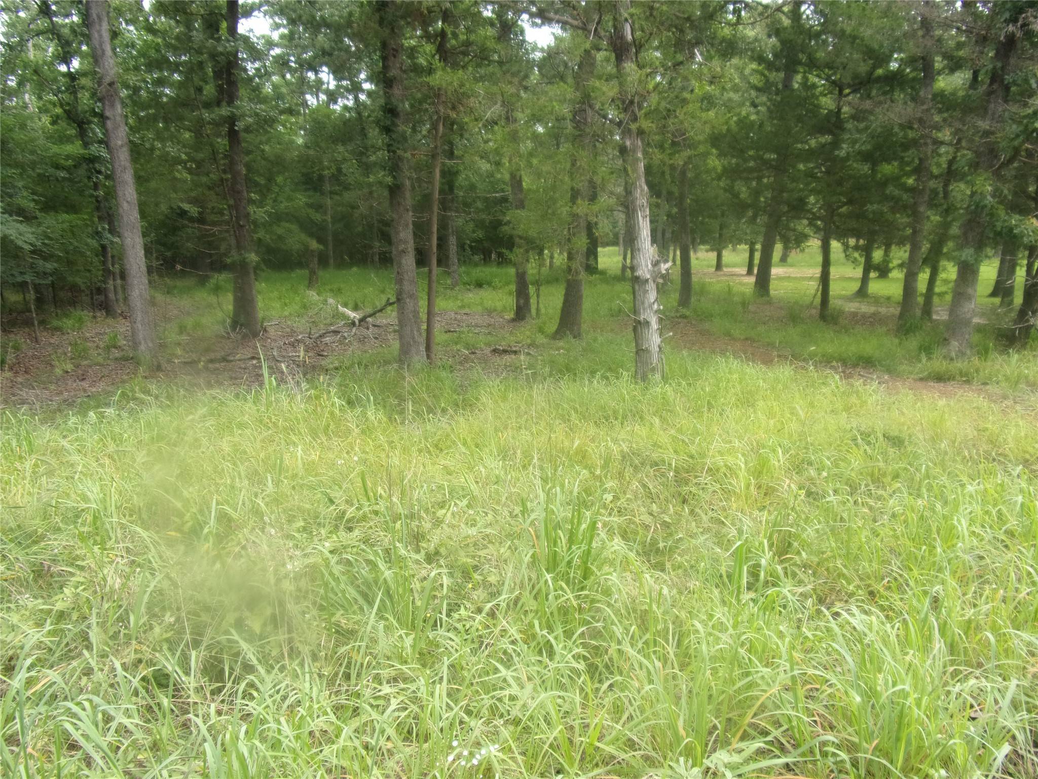 Murchison, TX 75778,944 Whipporwill