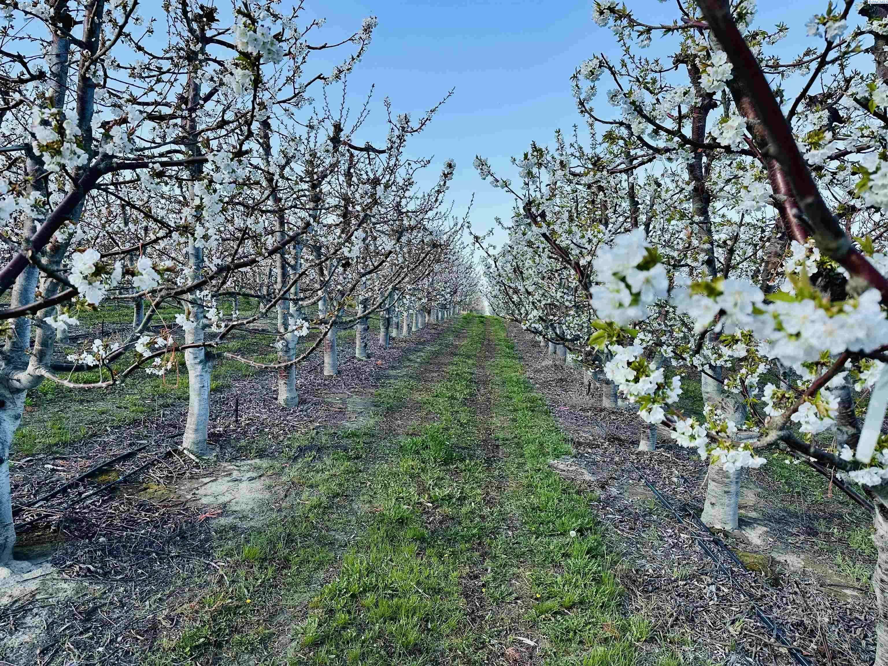 Kennewick, WA 99337,TBD E Terril Rd
