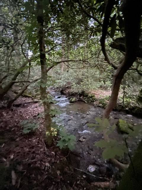 Andrews, NC 28901,000 Chestnut Oaks