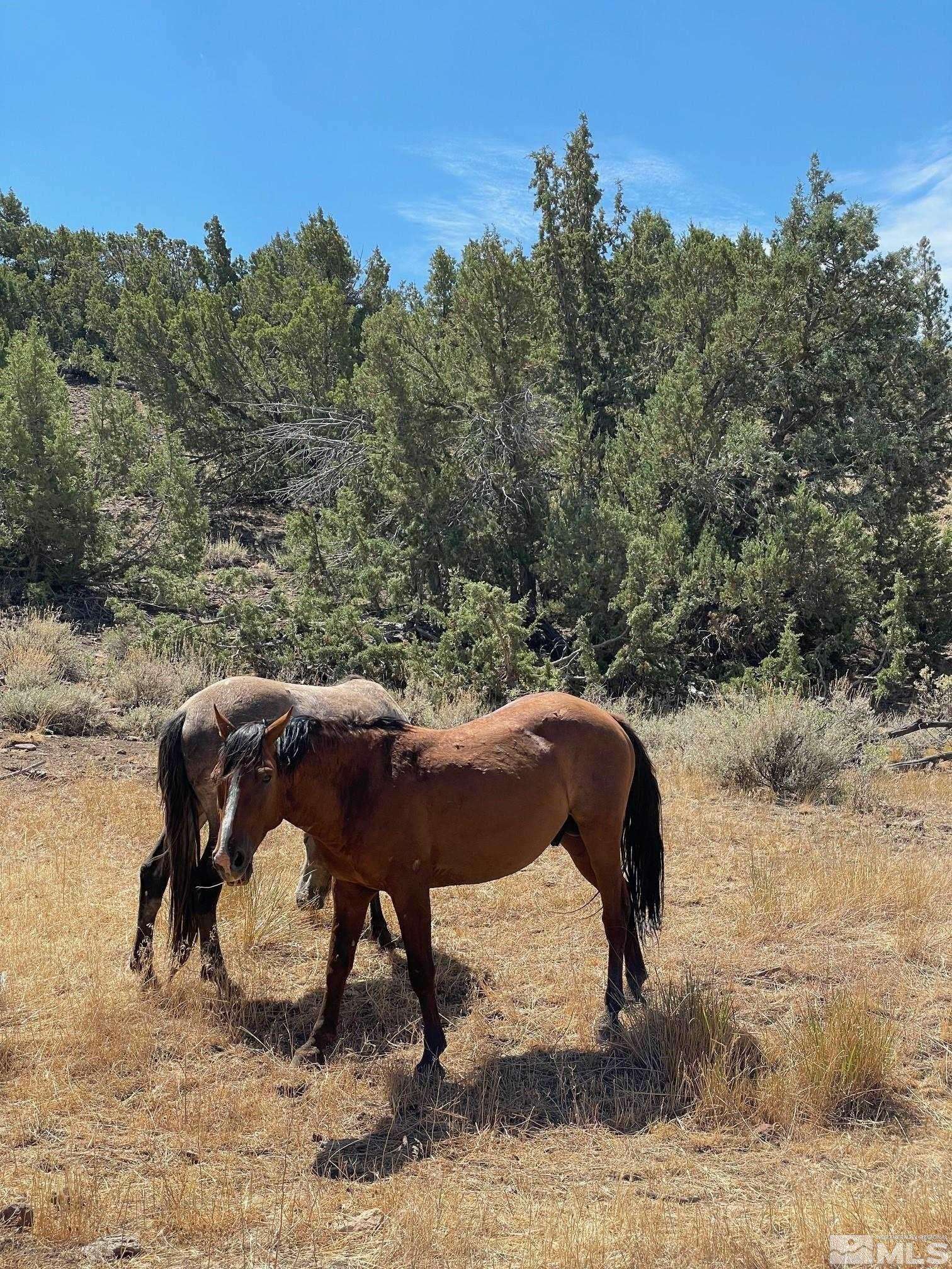 Reno, NV 89510,0 Wilcox Ranch RD Road