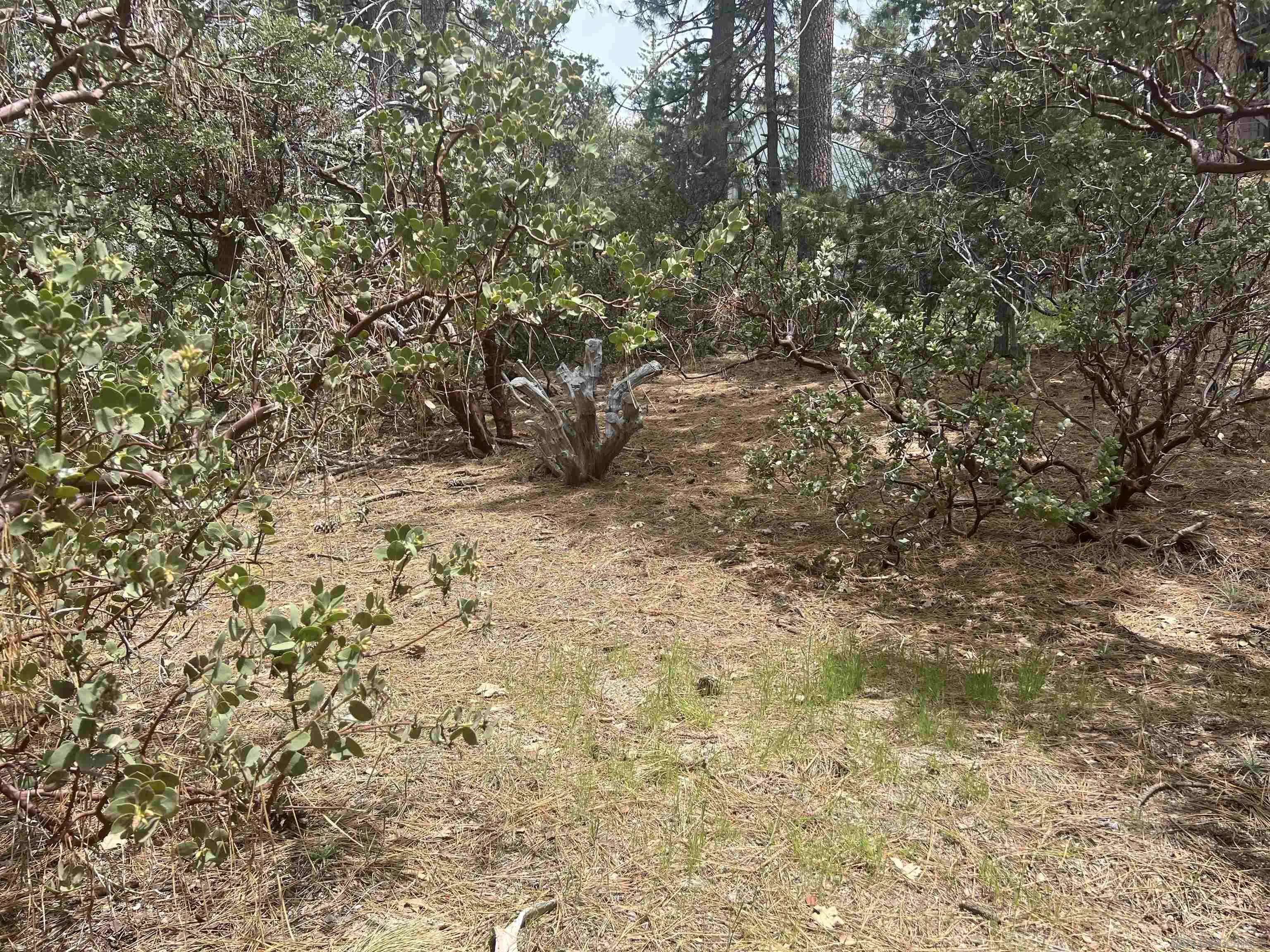 Idyllwild, CA 92549,0000 Logan Creek Dr. #559082011