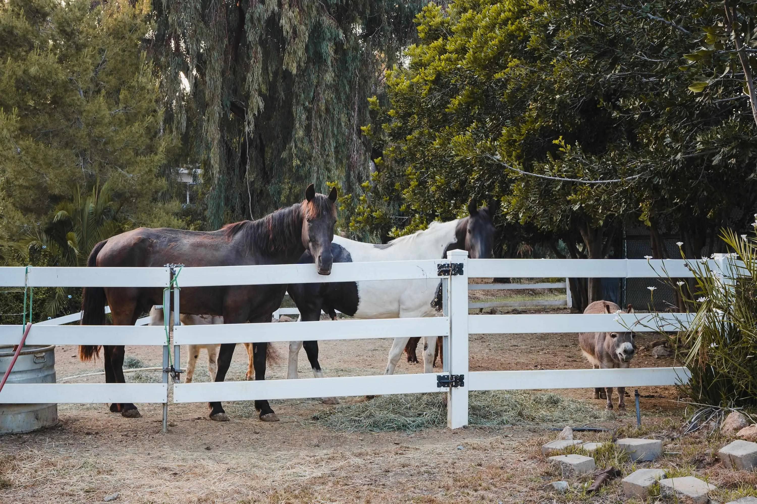 Encinitas, CA 92024,3350 Bumann Rd