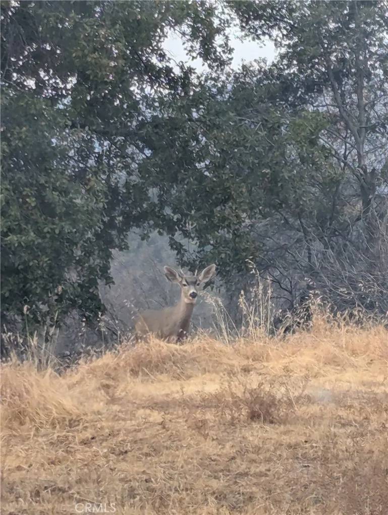 Mariposa, CA 95338,4548 Triangle