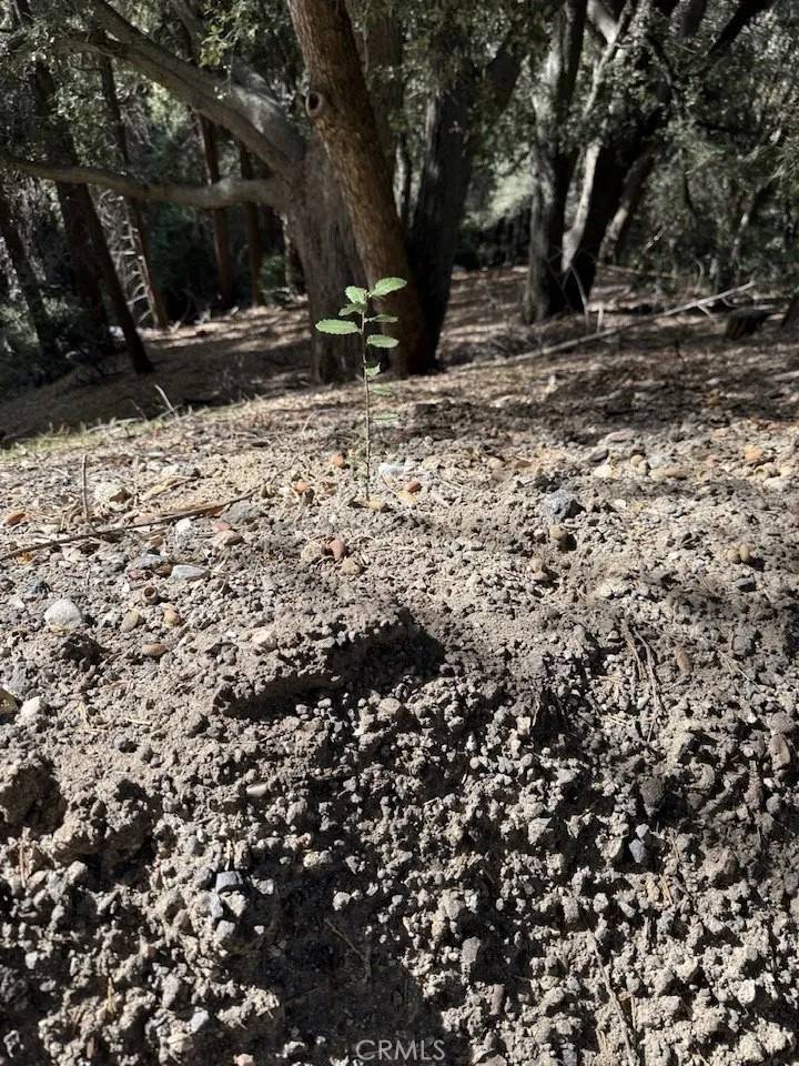 Cedarpines Park, CA 92322,0 Mojave River