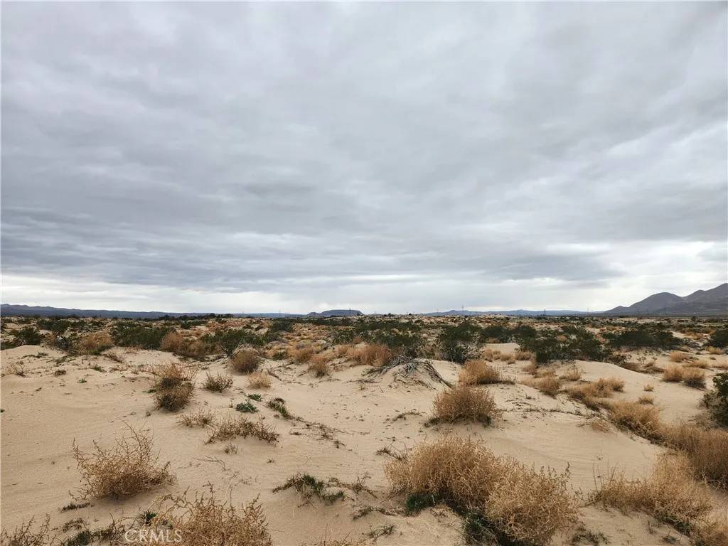 Newberry Springs, CA 92356,40 on Yearling