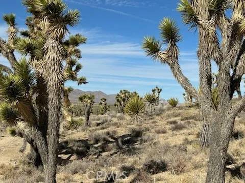 Cima, CA 92323,0 street