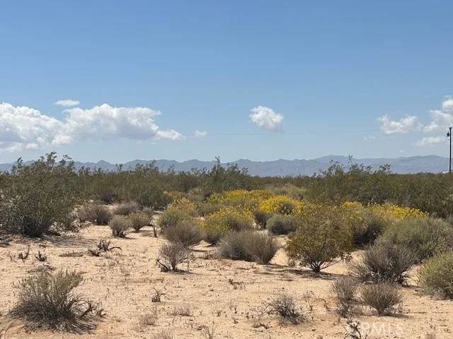 Joshua Tree, CA 92252,0 Daisy