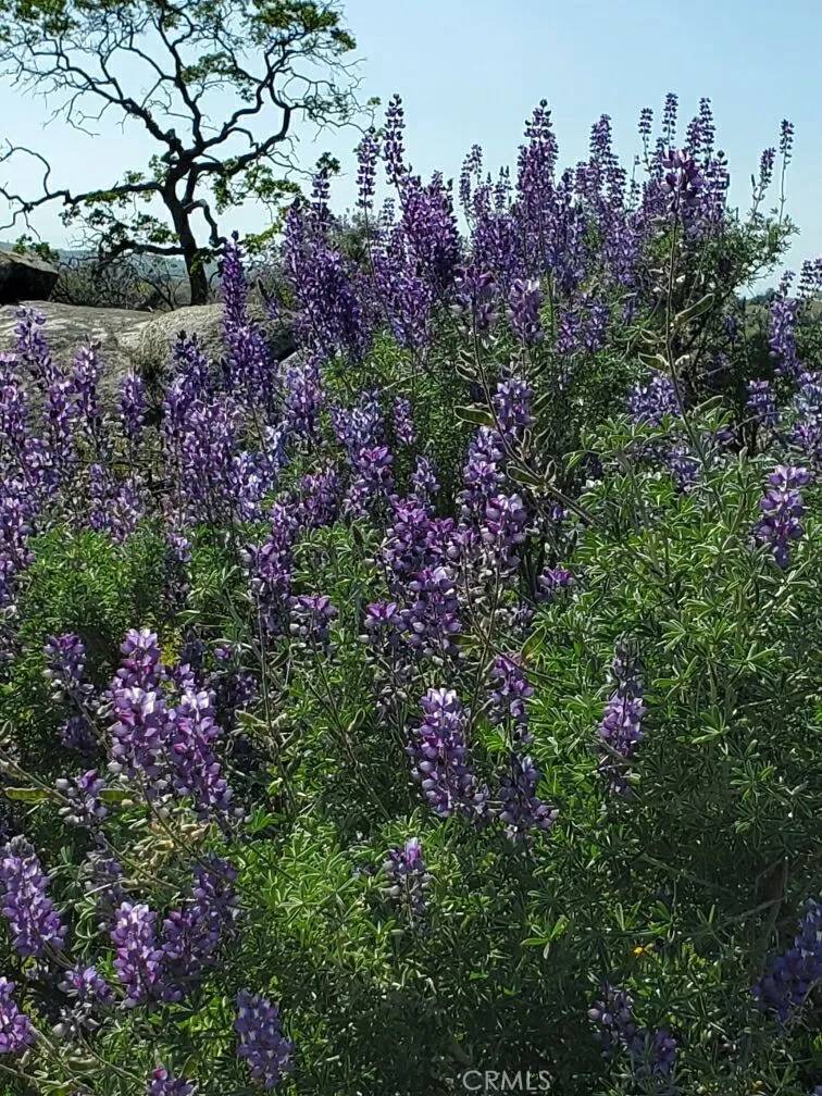 Raymond, CA 93653,0 Spinecup Ridge