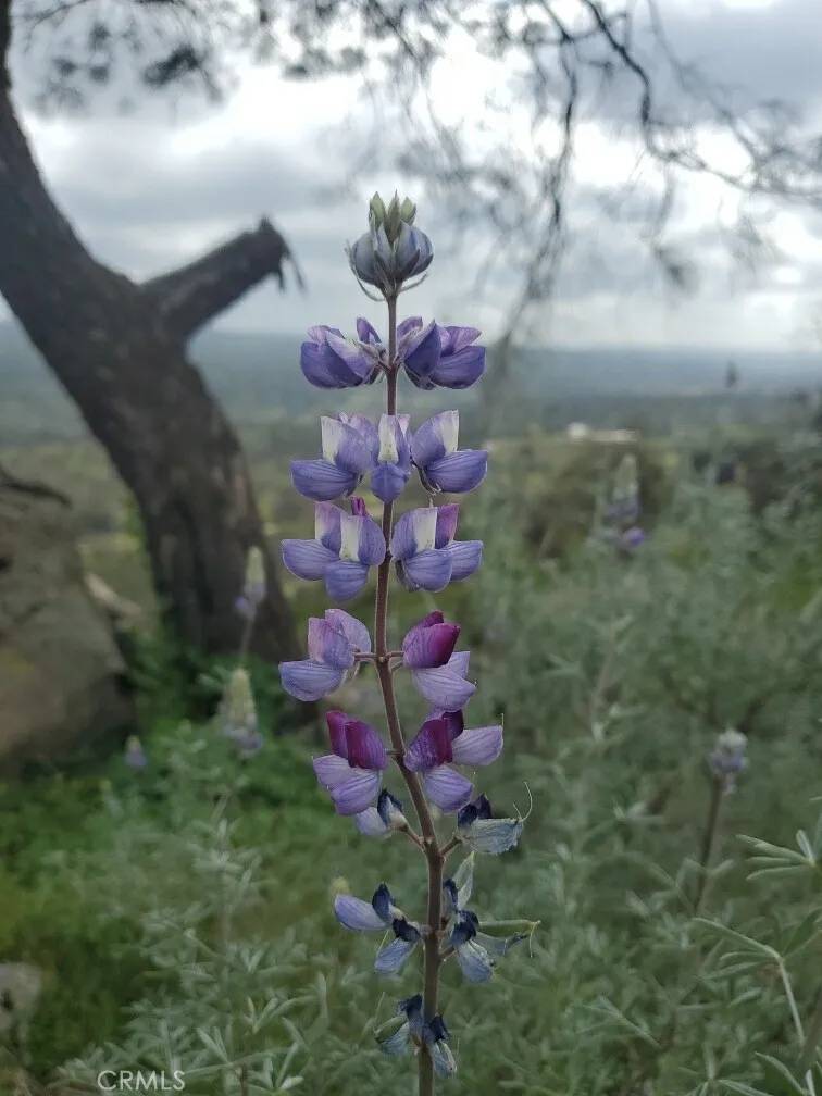 Raymond, CA 93653,0 Spinecup Ridge