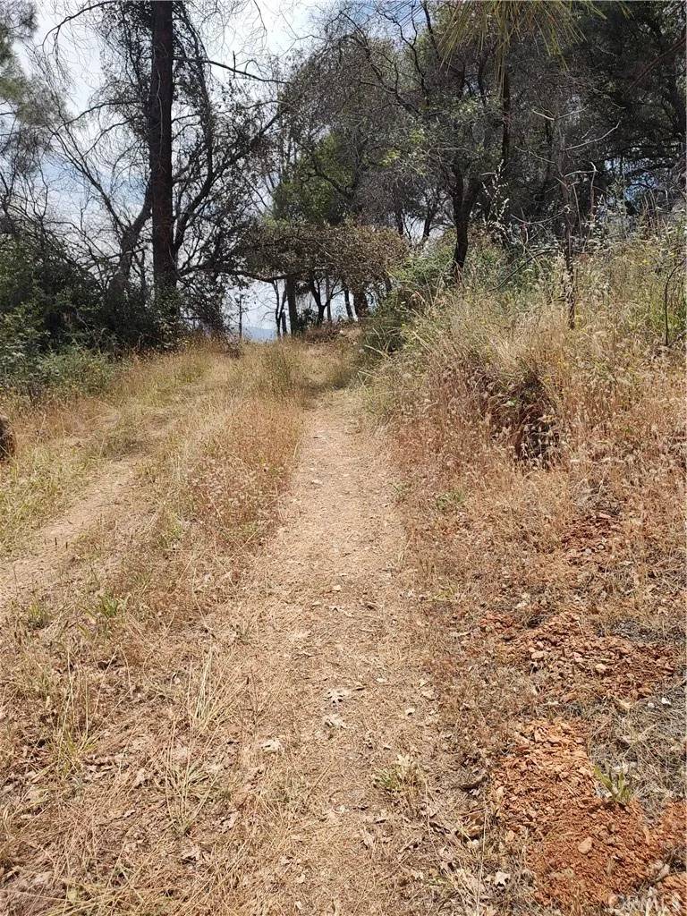 Berry Creek, CA 95916,0 Black Bear