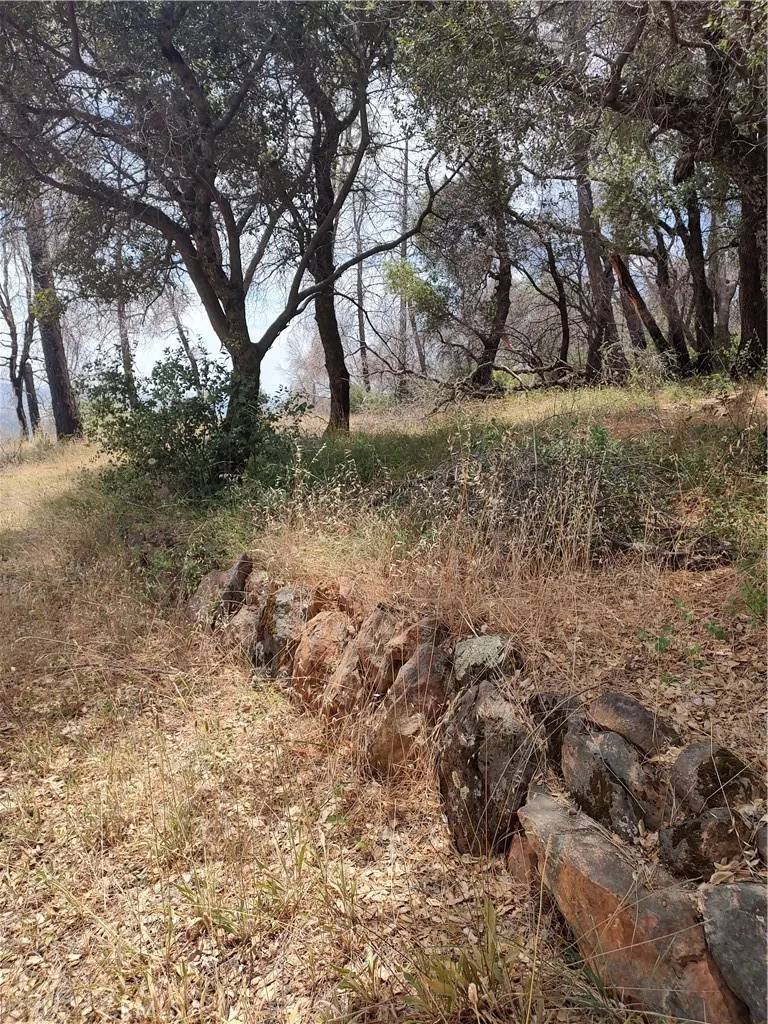 Berry Creek, CA 95916,0 Black Bear