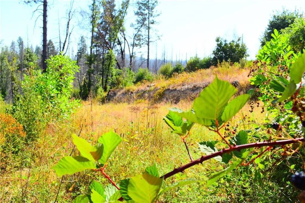 Berry Creek, CA 95916,0 Oak