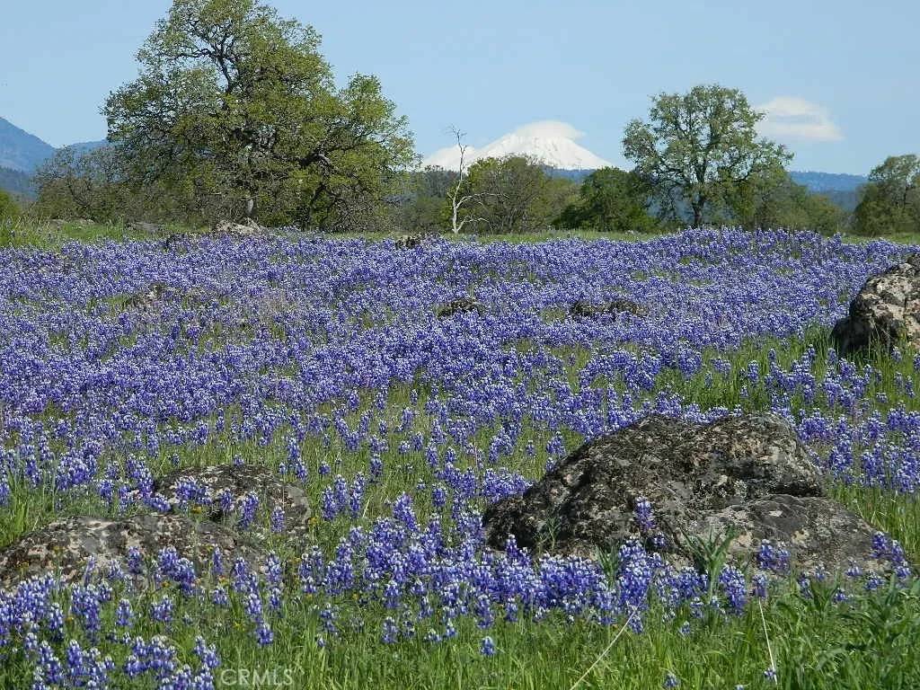 Oak Run, CA 96069,11842 Oak Run