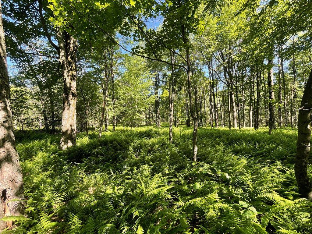 Galeton, PA 16922,00 Sugar Bush Trail