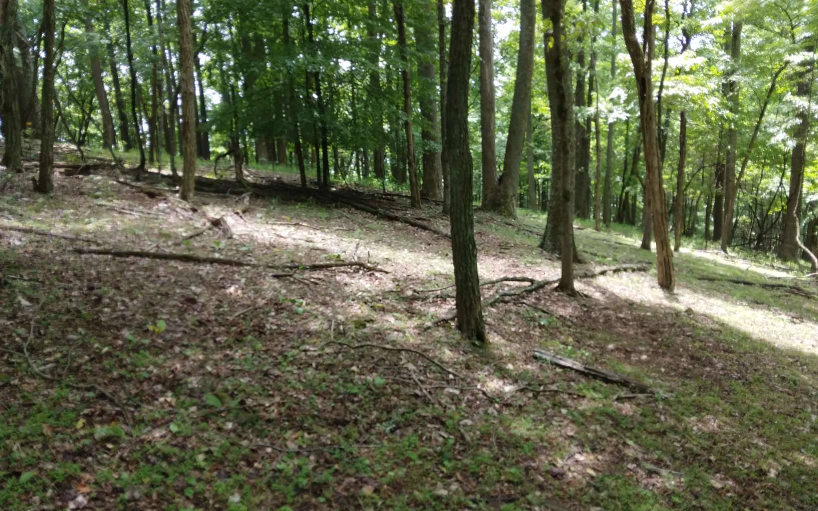Ellijay, GA 30536,M213 Walnut Ridge