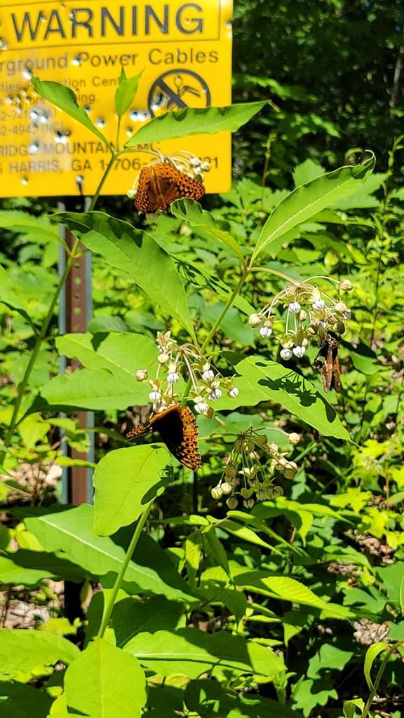 Hayesville, NC 28904,Lot 10 Hickory Ridge