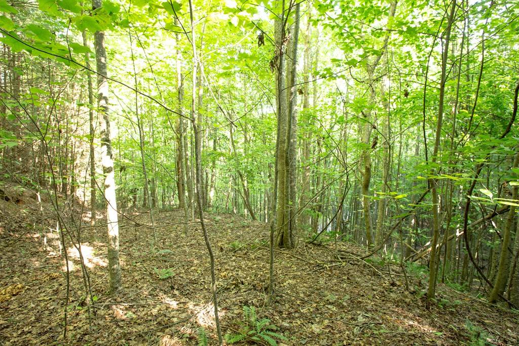 Blairsville, GA 30512,Lot 161 Aj's Holler