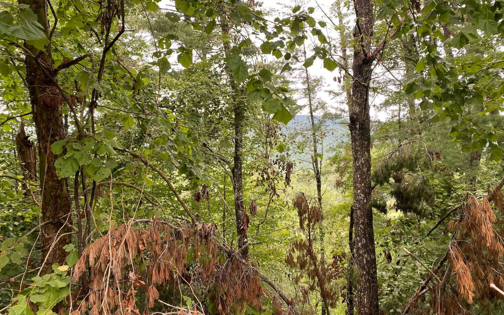 Suches, GA 30572,Lot 55 Laurel Trail