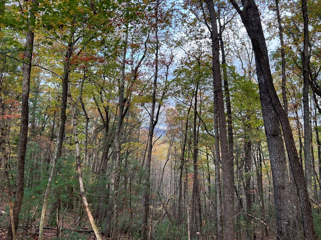 Ellijay, GA 30540,00 Whitecliff Drive
