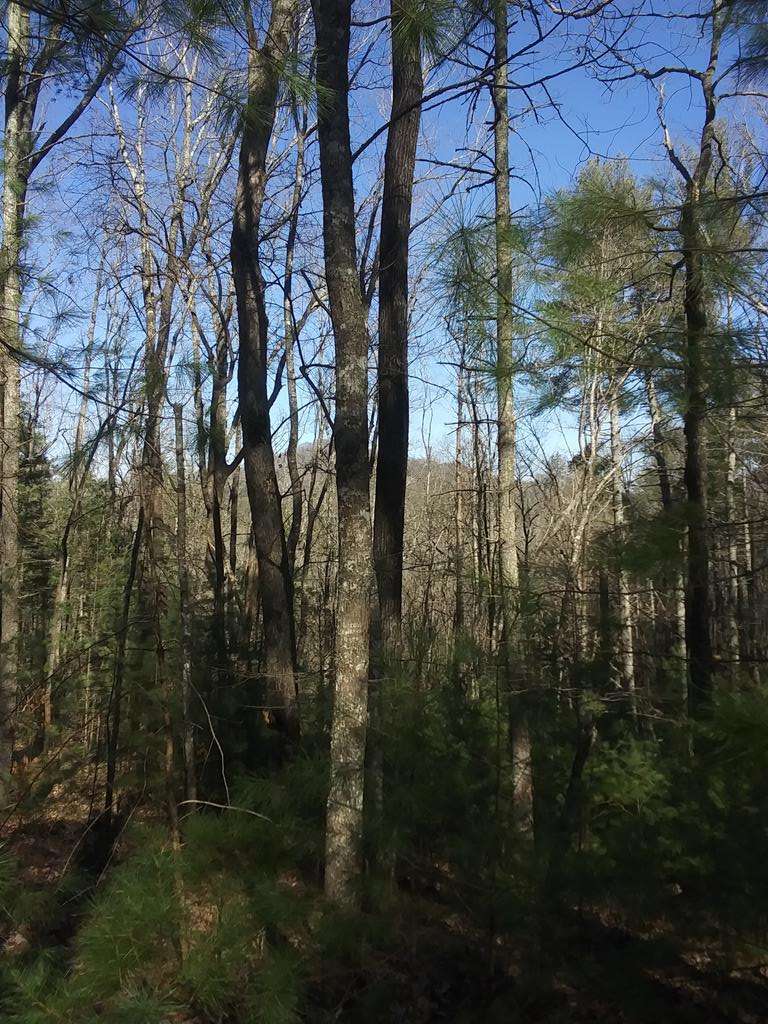 Cherry Log, GA 30522,NA Rock Creek Road